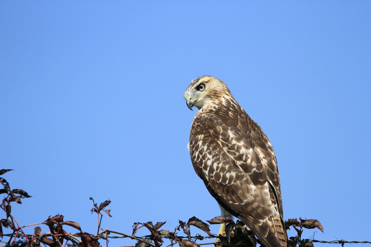 Red-tailed Hawk - Kari Dietlin