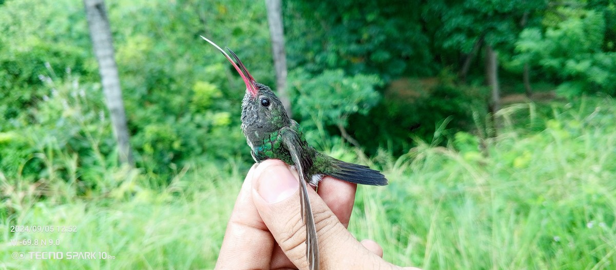 Glittering-throated Emerald - Luis Mieres Bastidas