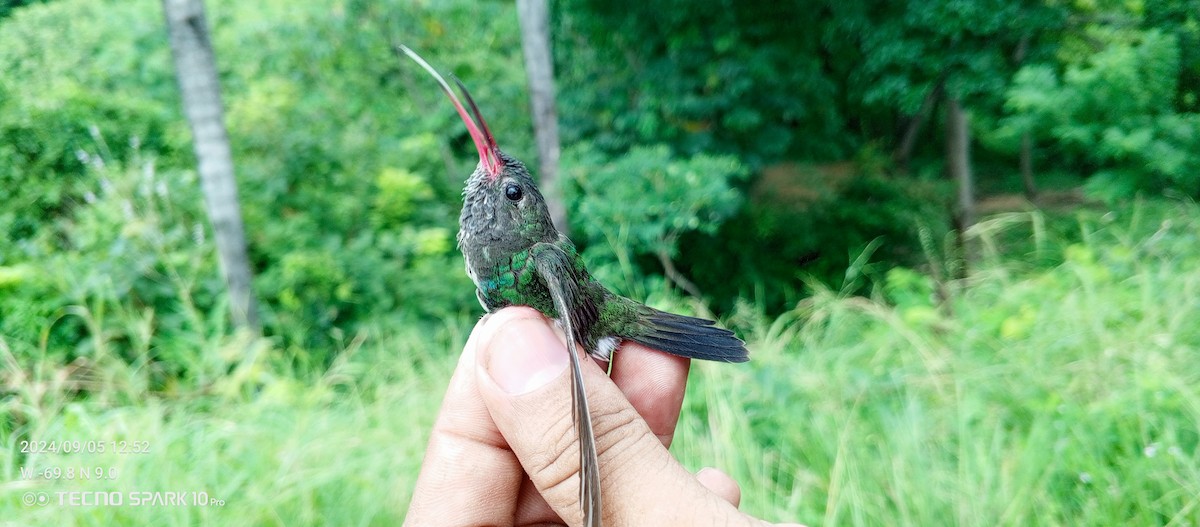 Glittering-throated Emerald - Luis Mieres Bastidas