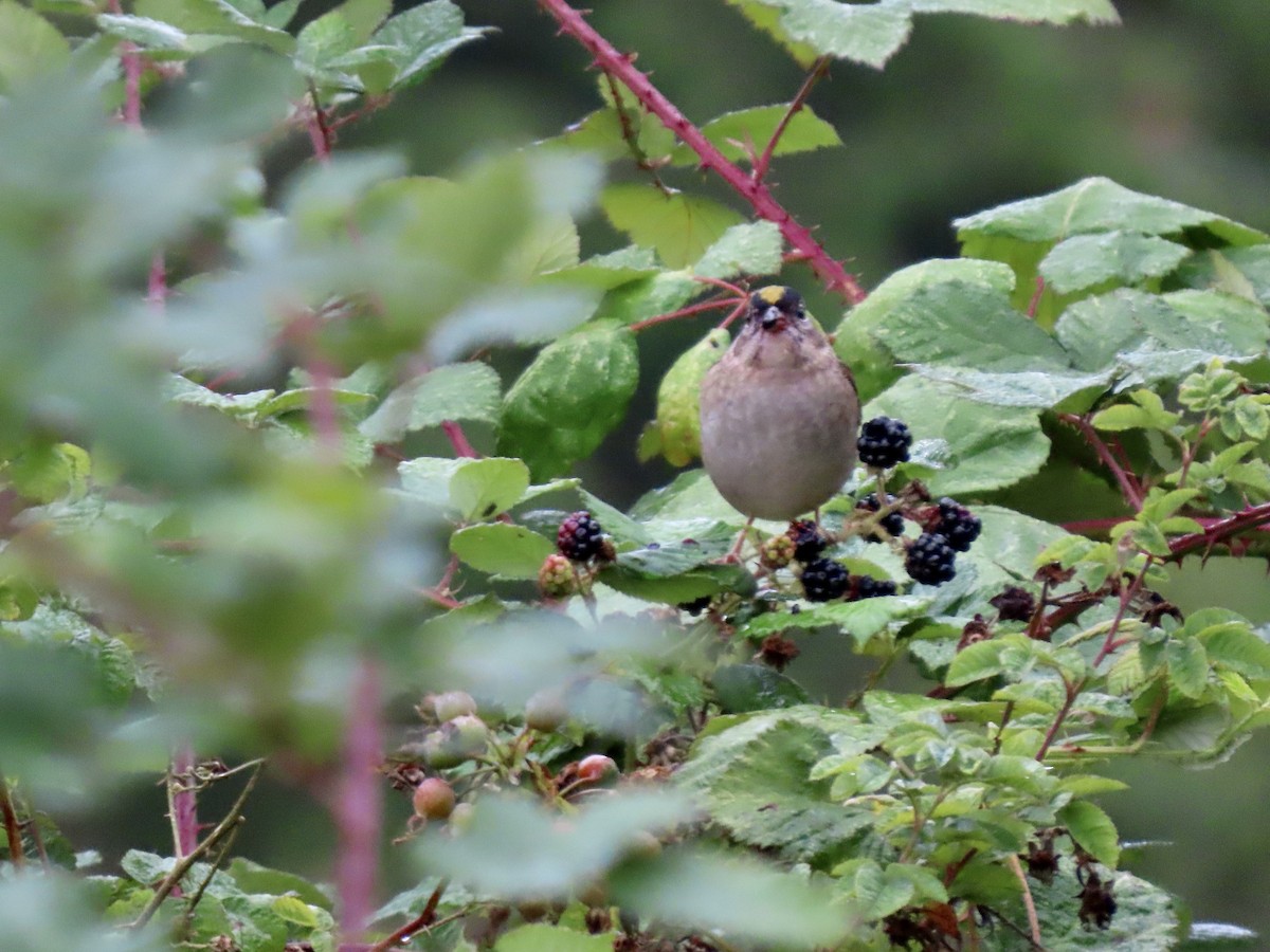 Golden-crowned Sparrow - ML623811664