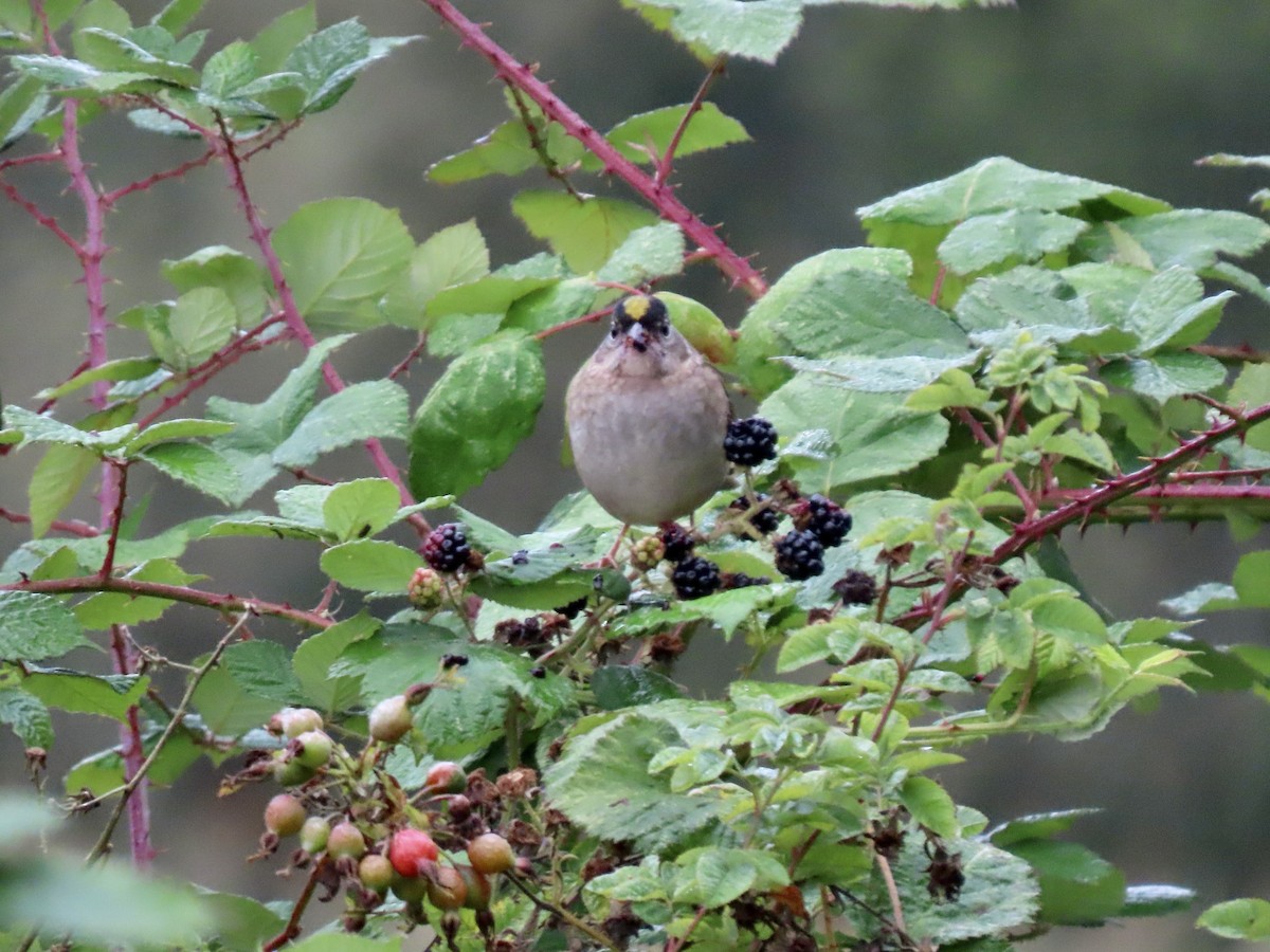 Golden-crowned Sparrow - ML623811665