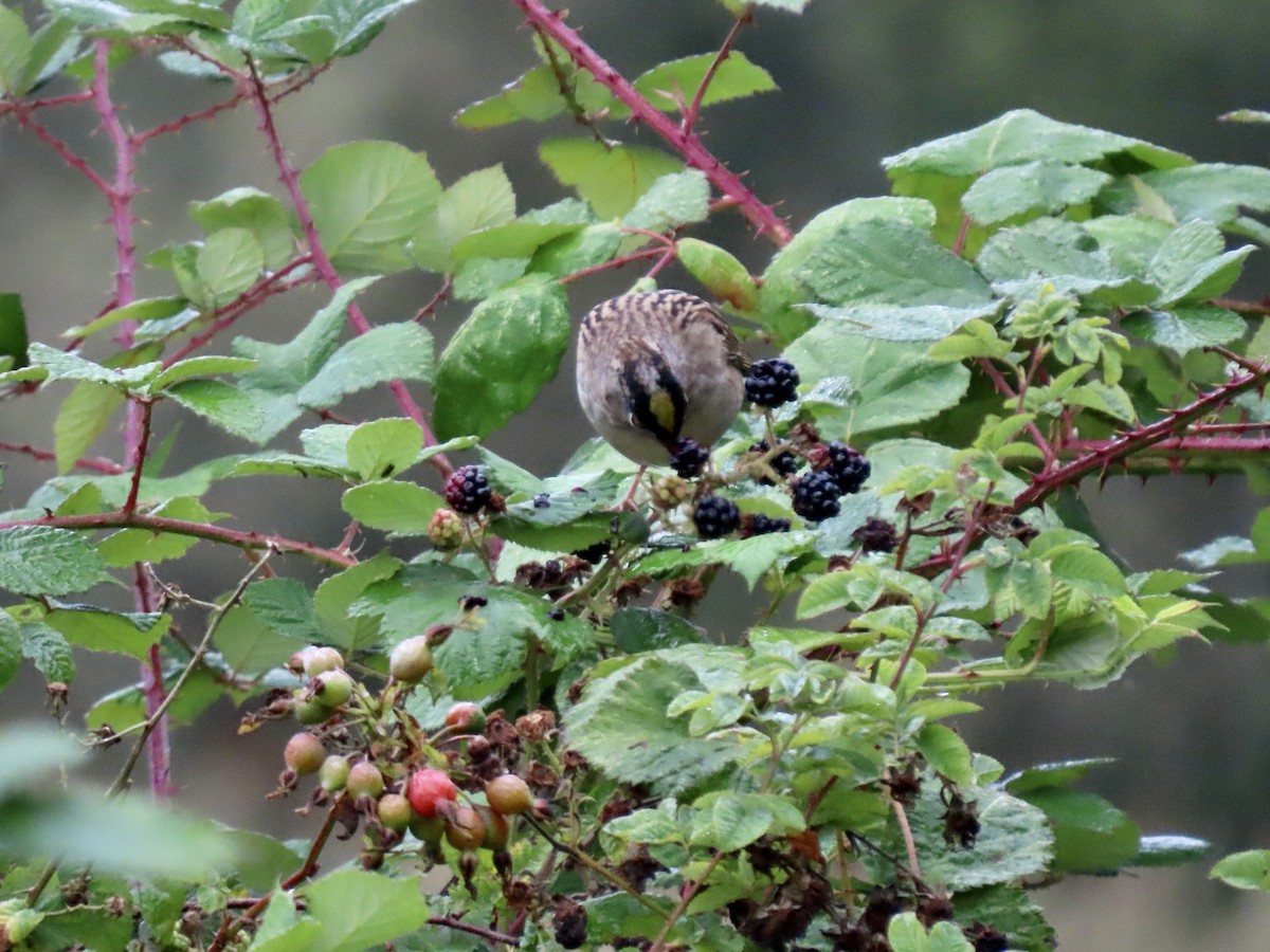 Golden-crowned Sparrow - ML623811666