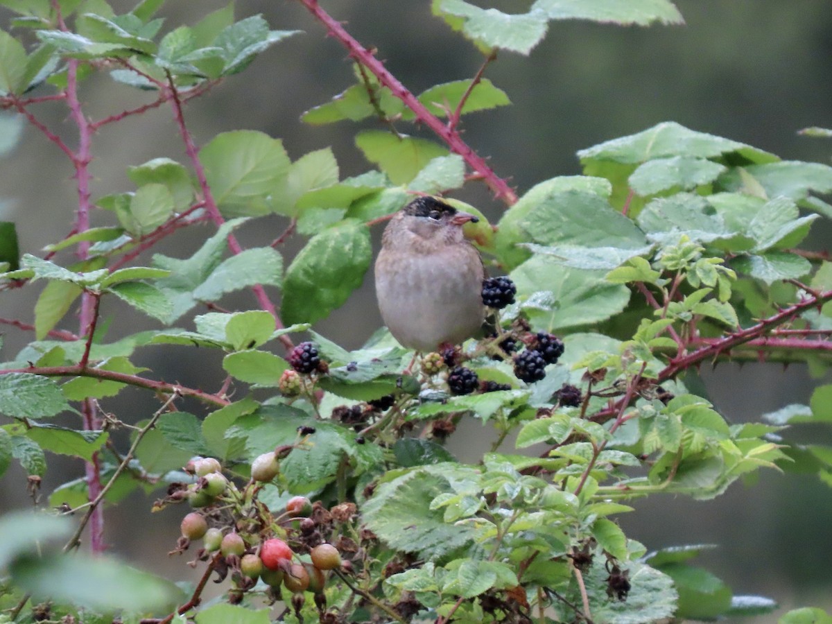 Golden-crowned Sparrow - ML623811667