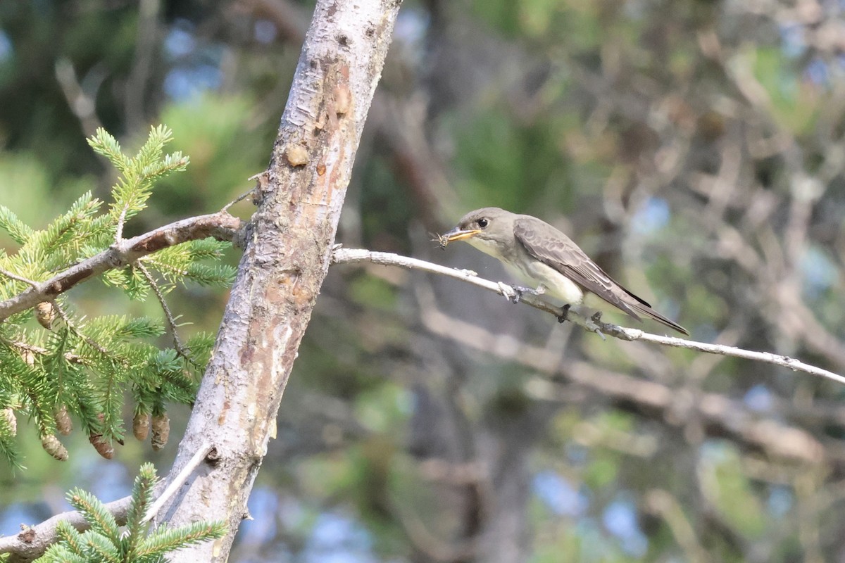 Olive-sided Flycatcher - Oliver Kew