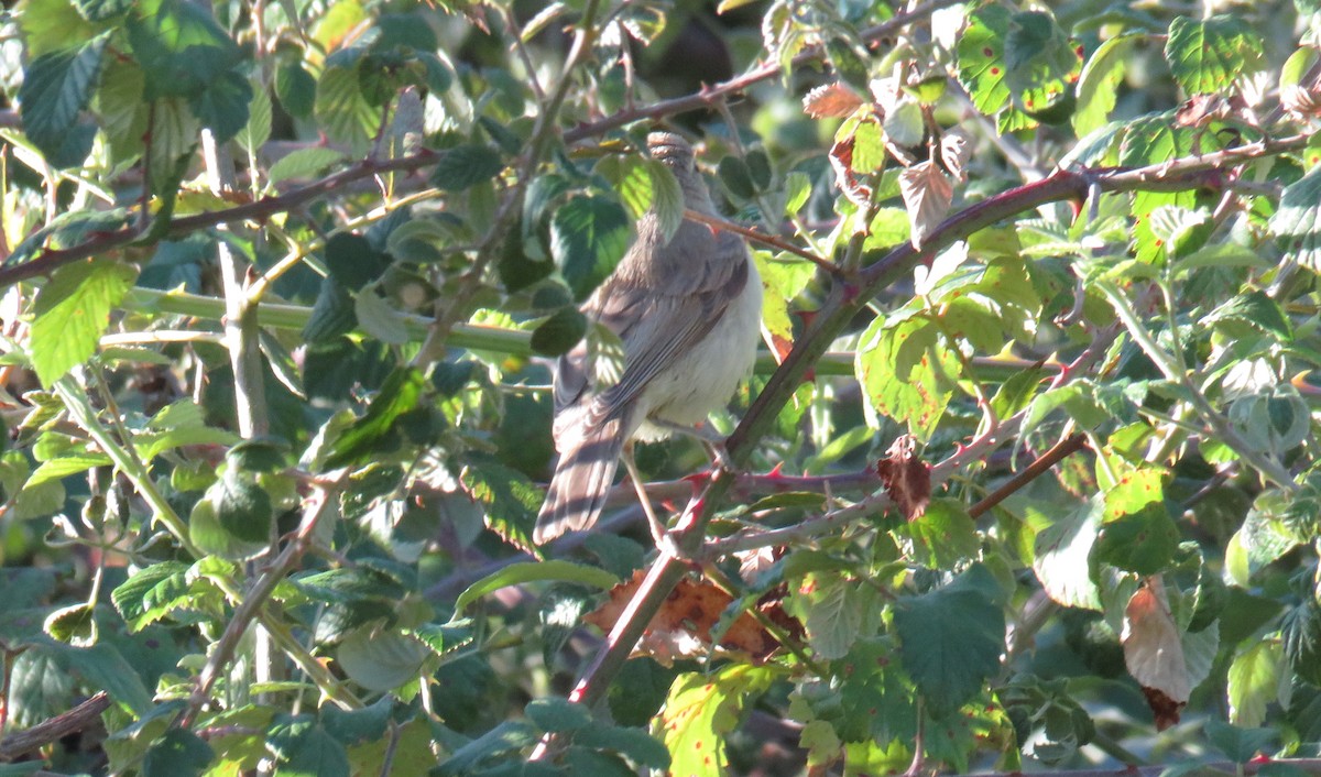 Melodious Warbler - Miguel  Berkemeier