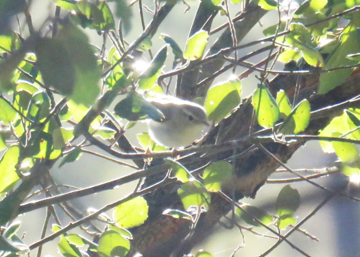 Western Bonelli's Warbler - ML623811729