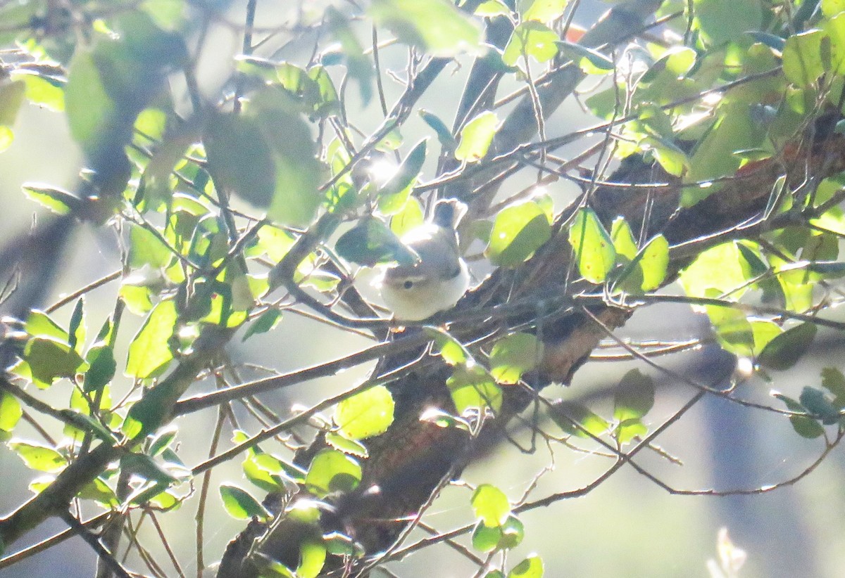 Western Bonelli's Warbler - ML623811732