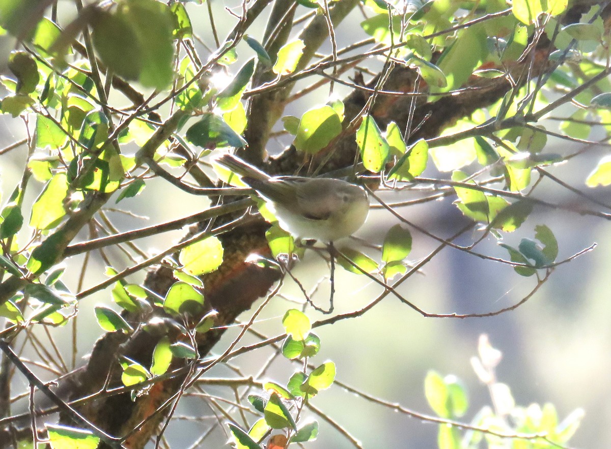 Western Bonelli's Warbler - ML623811733