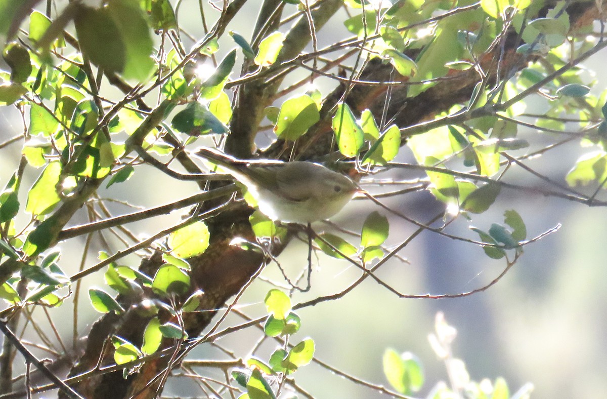 Western Bonelli's Warbler - ML623811734