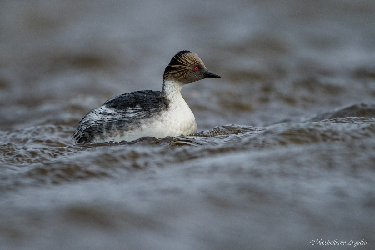 Silvery Grebe - ML623811747