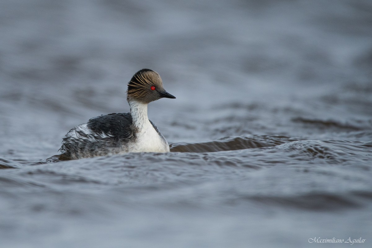 Silvery Grebe - ML623811748