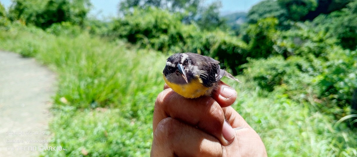 Bananaquit - Luis Mieres Bastidas