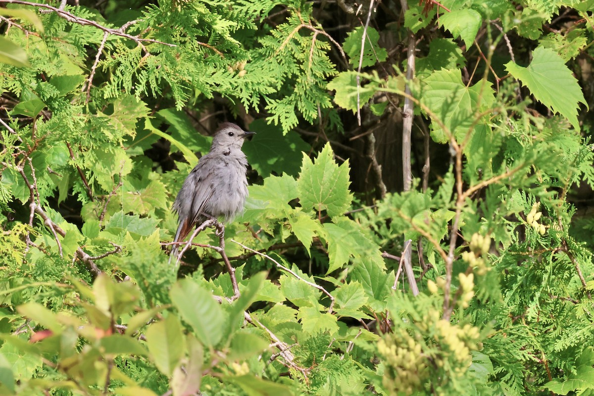 Gray Catbird - Oliver Kew