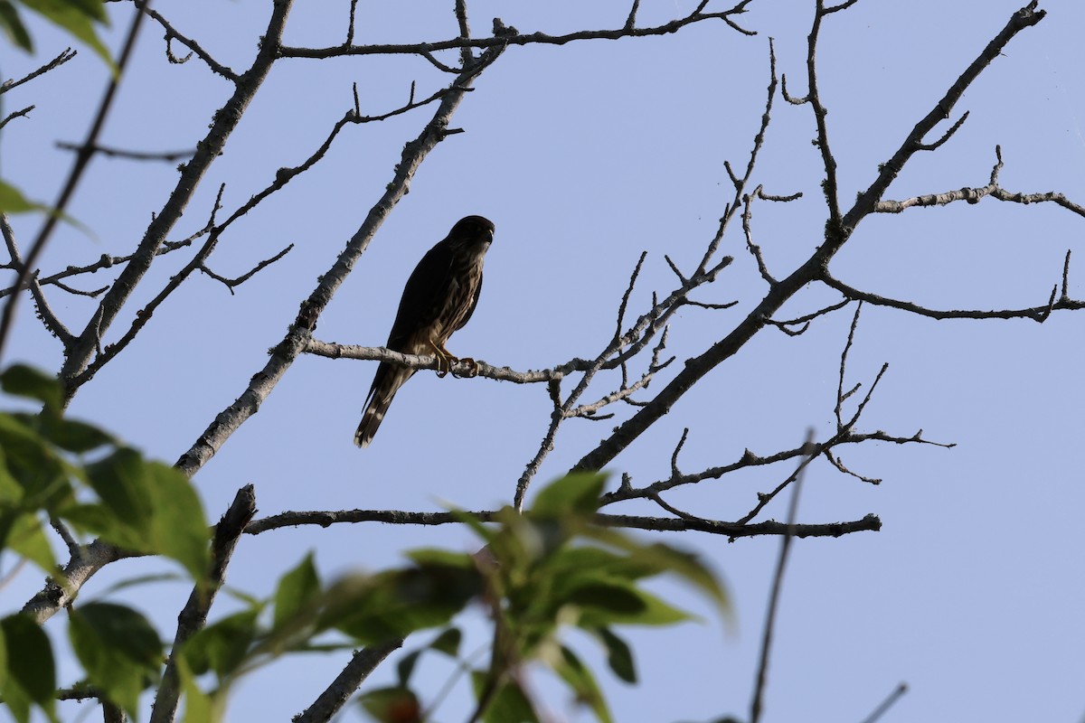 dřemlík tundrový - ML623811815