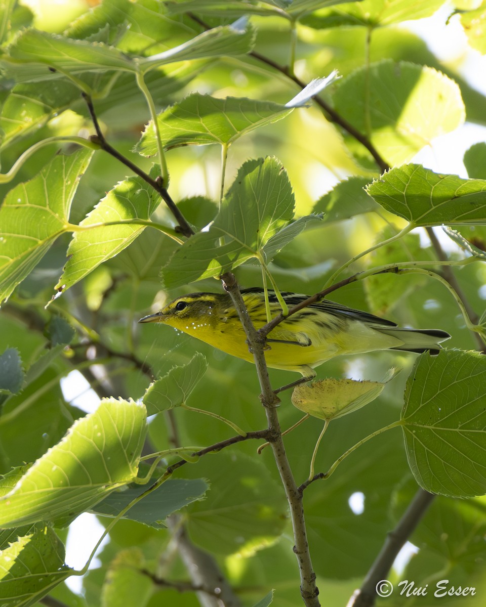 Blackburnian Warbler - ML623811845