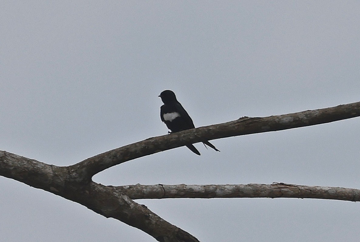 White-banded Swallow - ML623811853