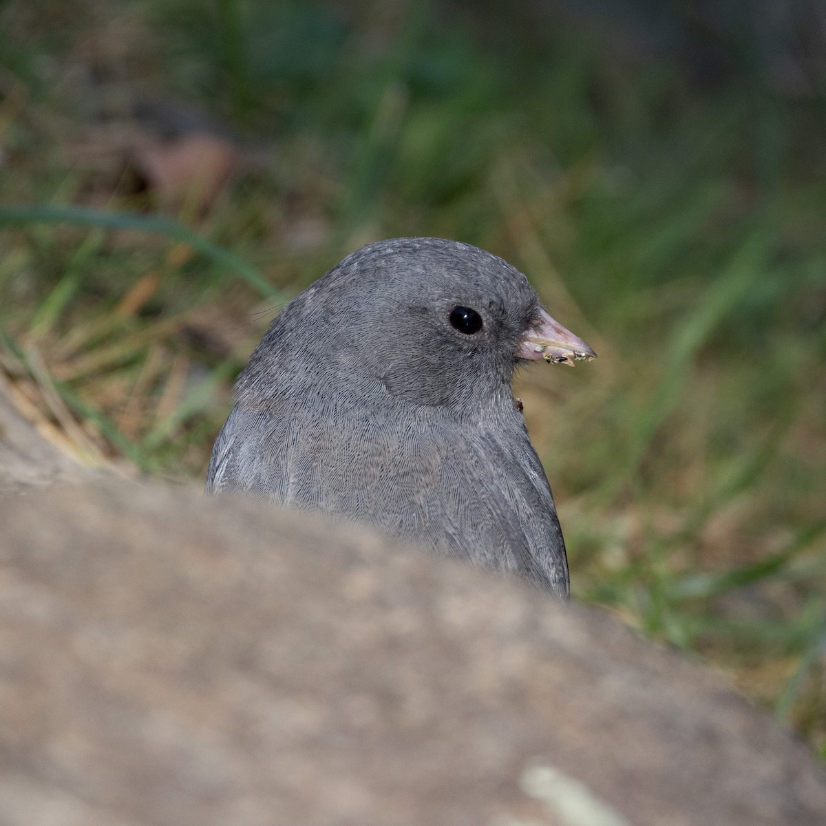 Dark-eyed Junco - ML623811868