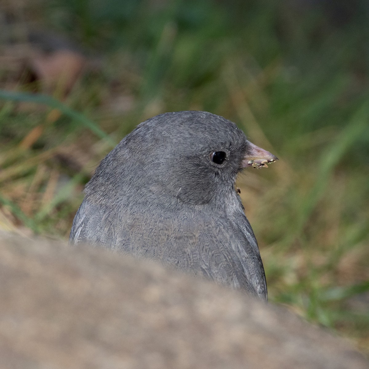 Dark-eyed Junco - ML623811874