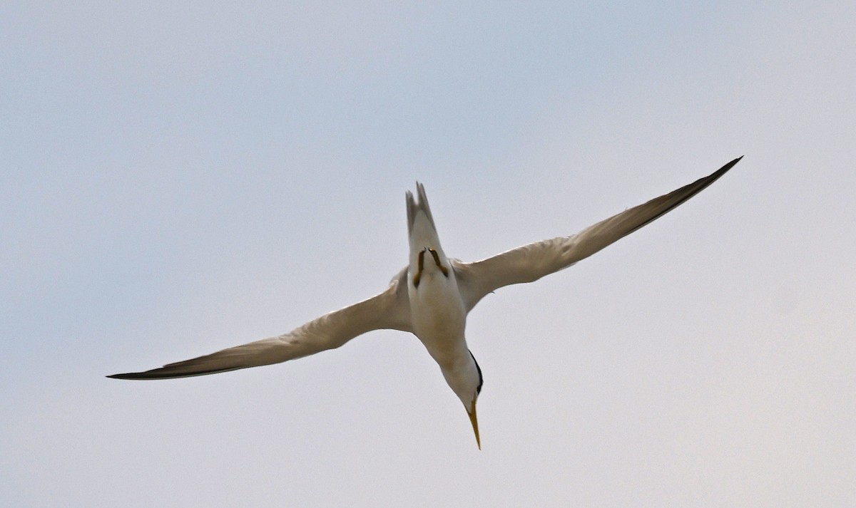 Yellow-billed Tern - ML623811875