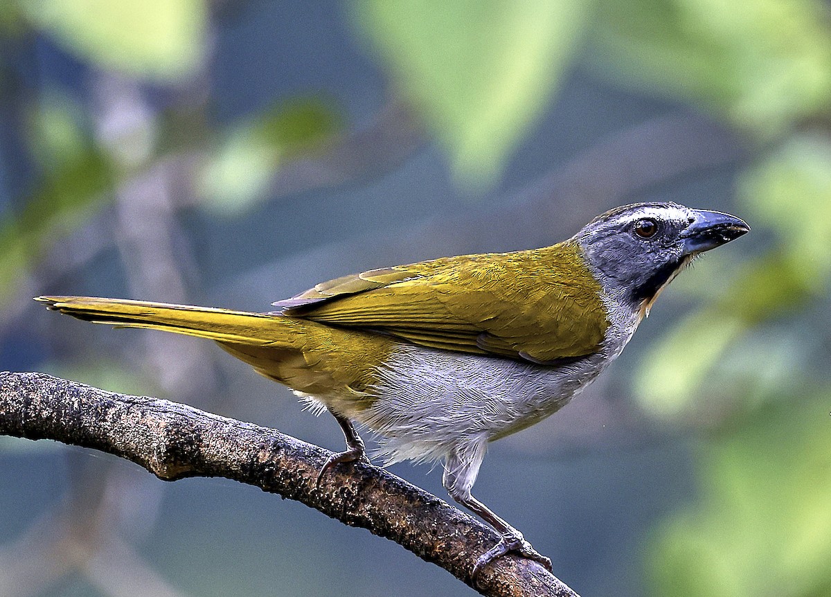 Buff-throated Saltator - ML623811877