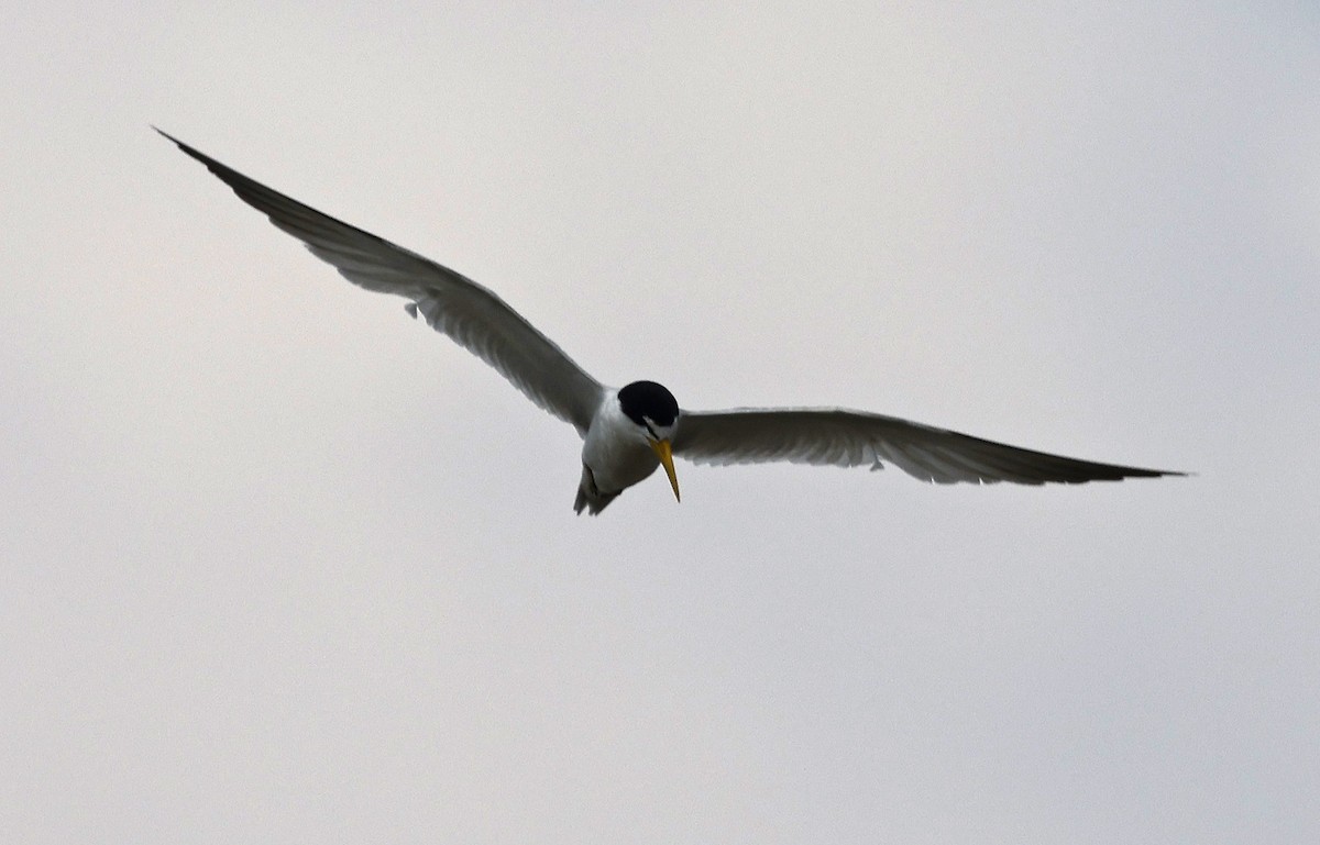 Yellow-billed Tern - ML623811881