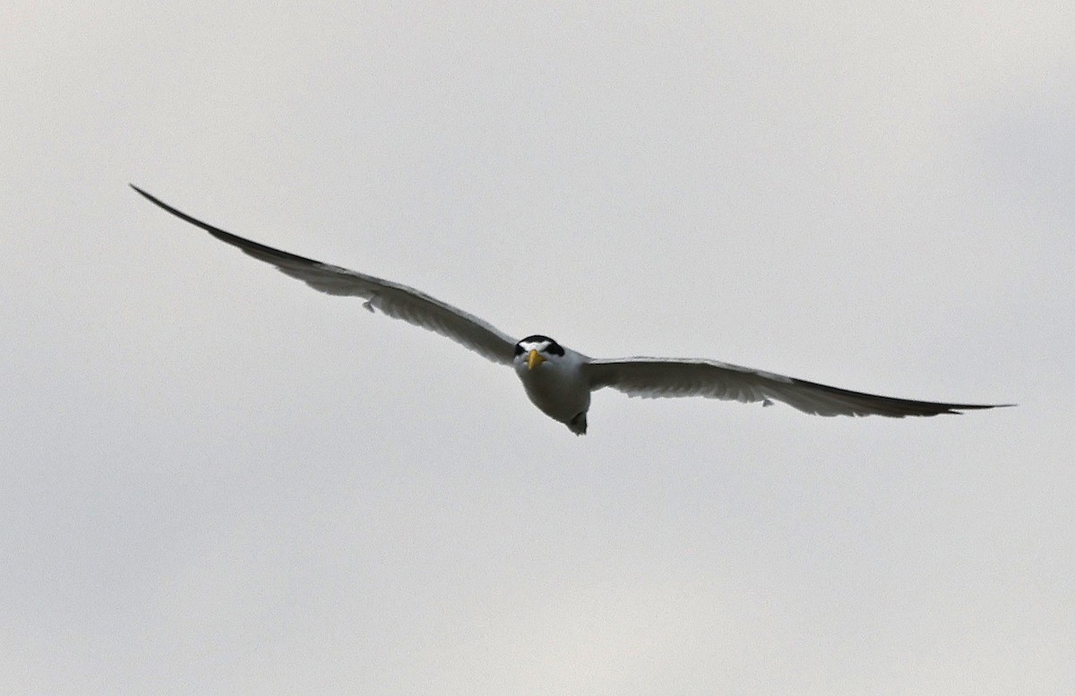 Yellow-billed Tern - ML623811886