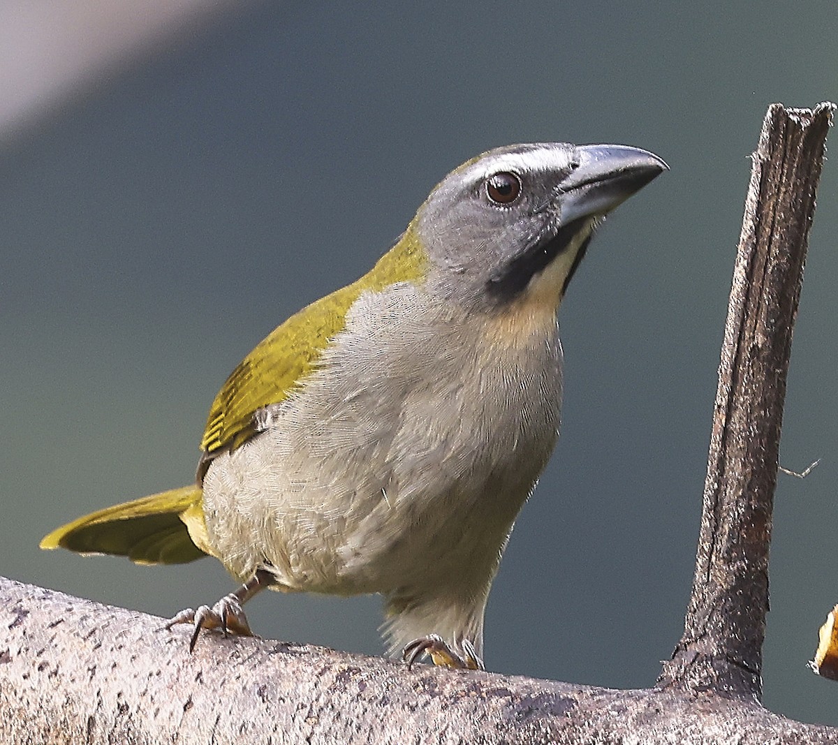 Buff-throated Saltator - ML623811887