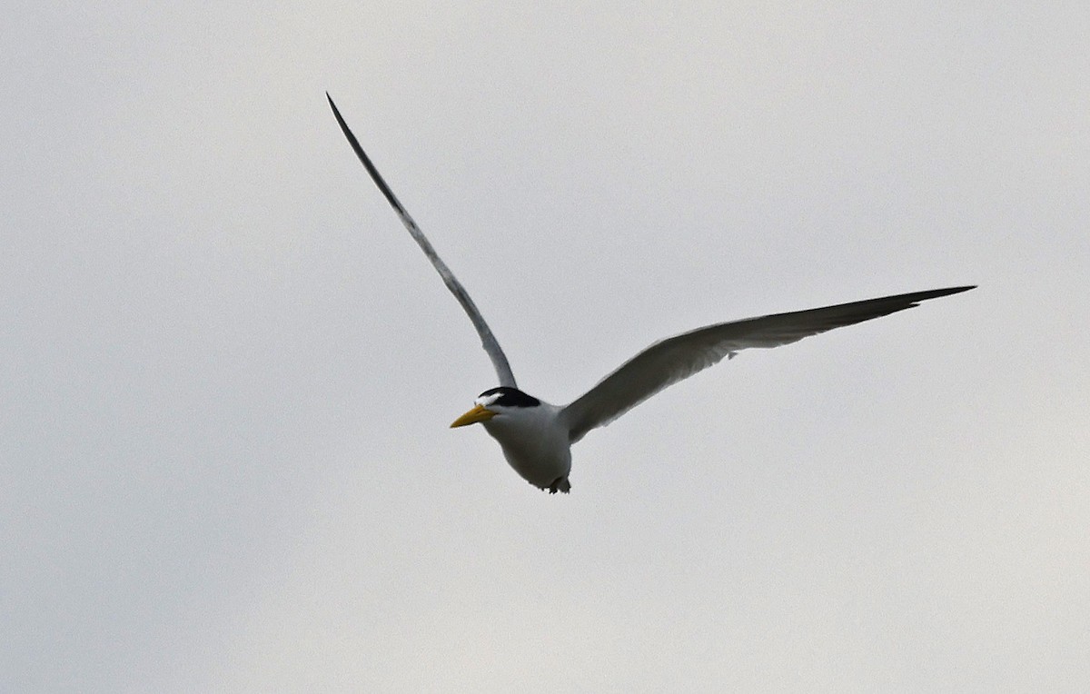 Yellow-billed Tern - ML623811890