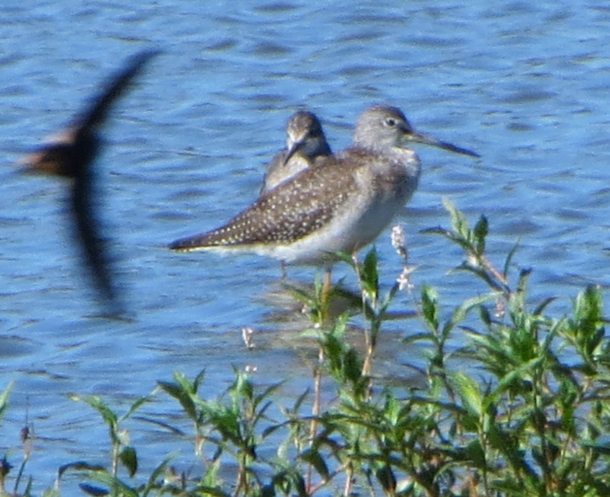 Lesser Yellowlegs - ML623811936