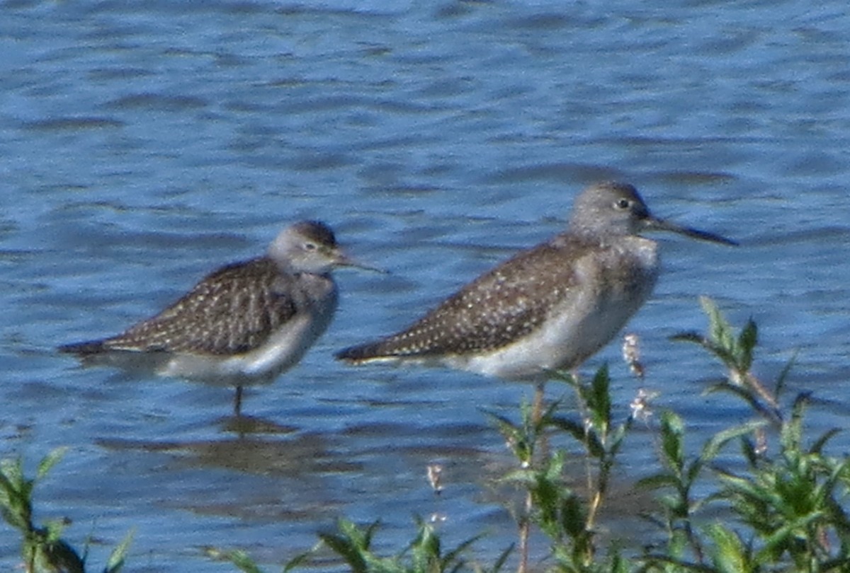 Lesser Yellowlegs - ML623811946