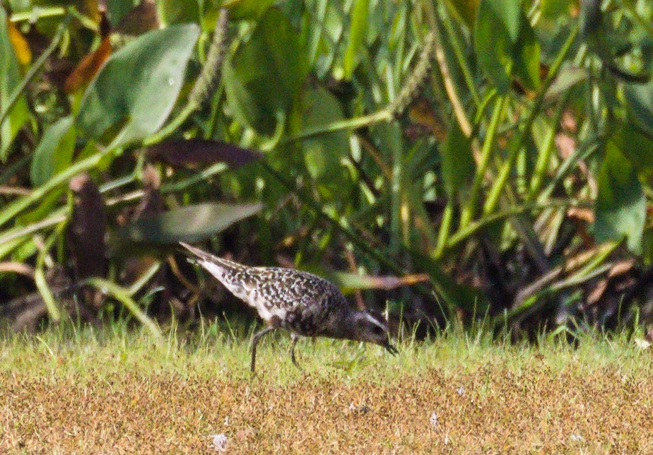 American Golden-Plover - ML623811975