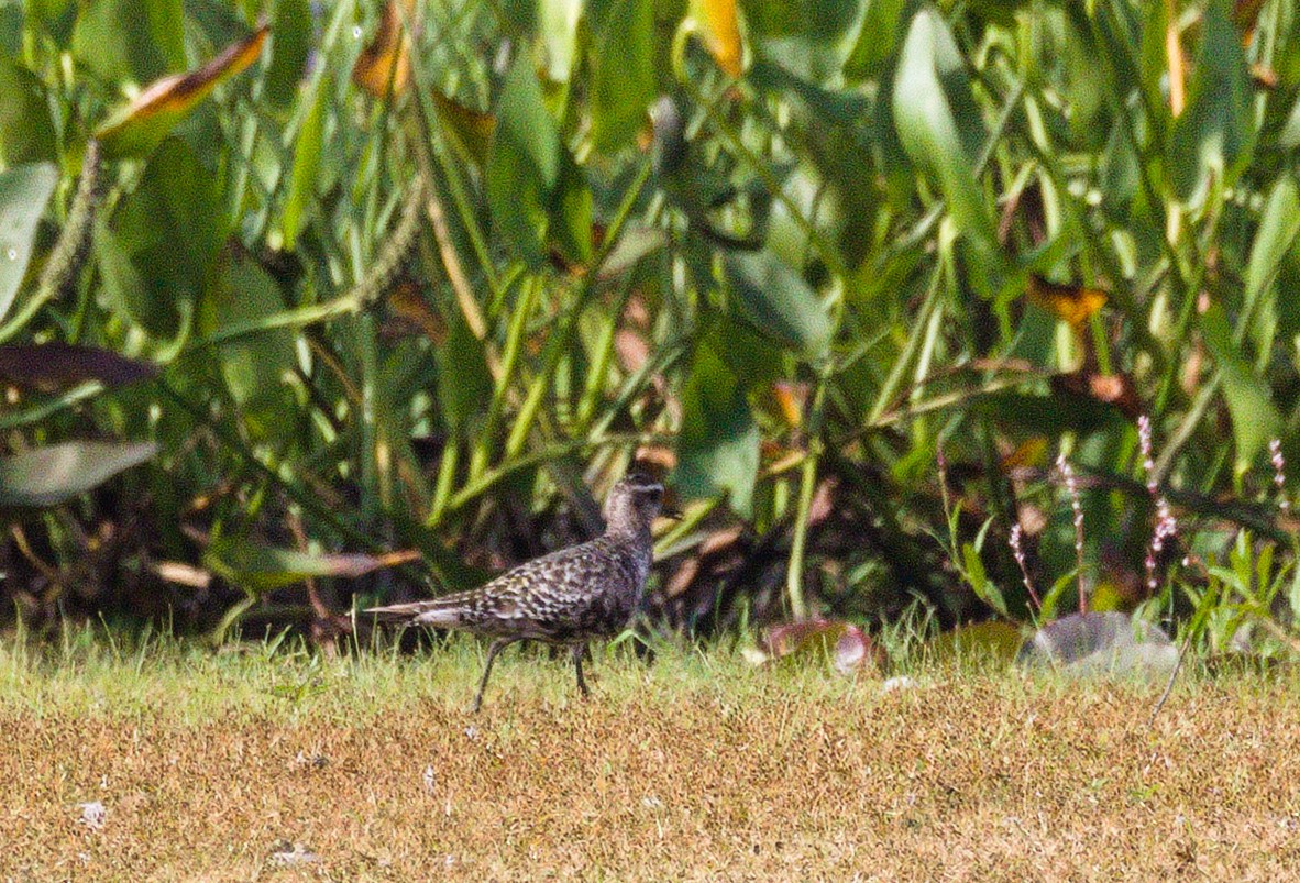 American Golden-Plover - ML623811976