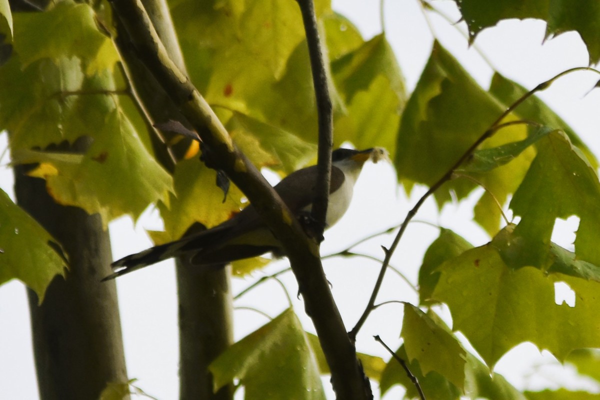 Yellow-billed Cuckoo - Mark Greene