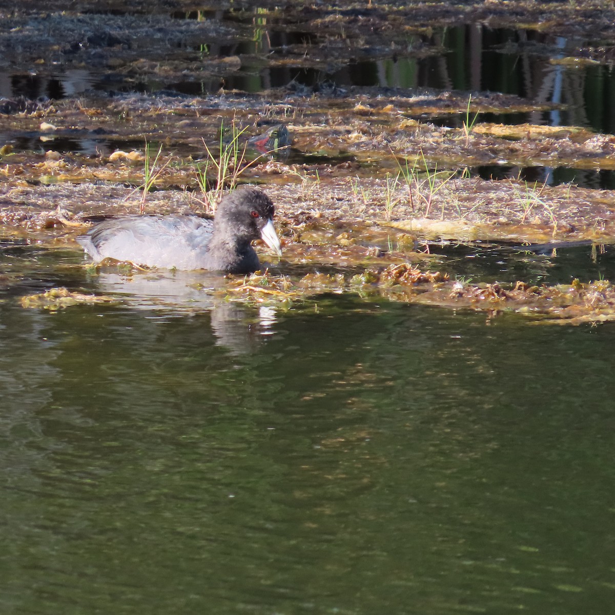 American Coot (Red-shielded) - ML623812063