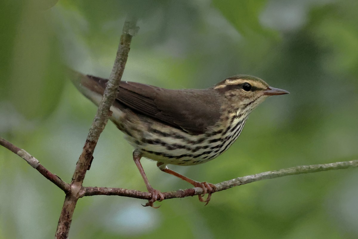 Northern Waterthrush - ML623812066