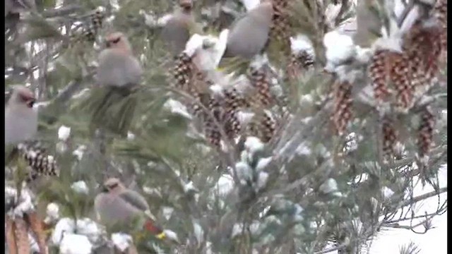 Bohemian Waxwing - ML623812074