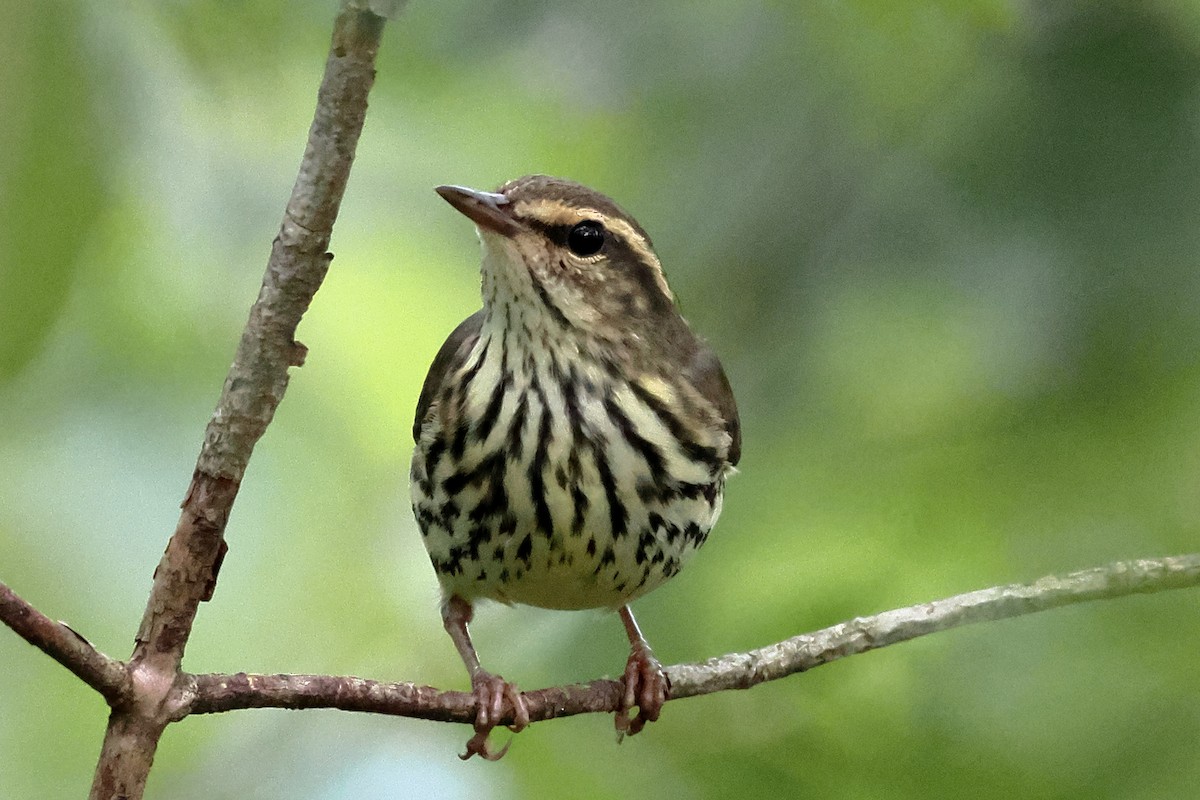 Northern Waterthrush - ML623812076