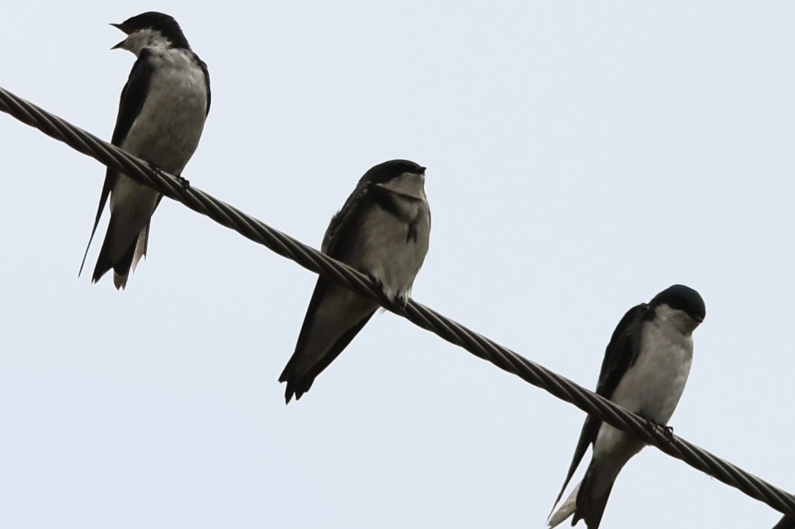 Bank Swallow - ML623812077