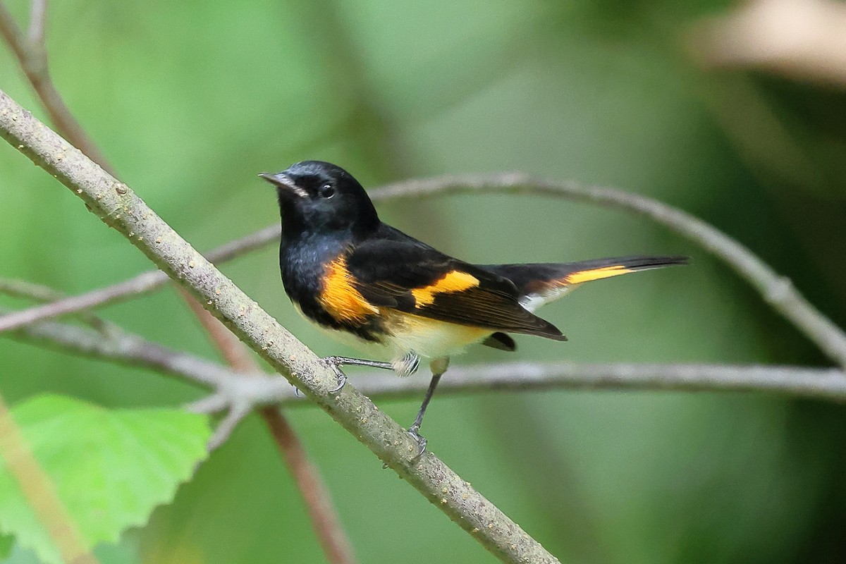 American Redstart - ML623812081