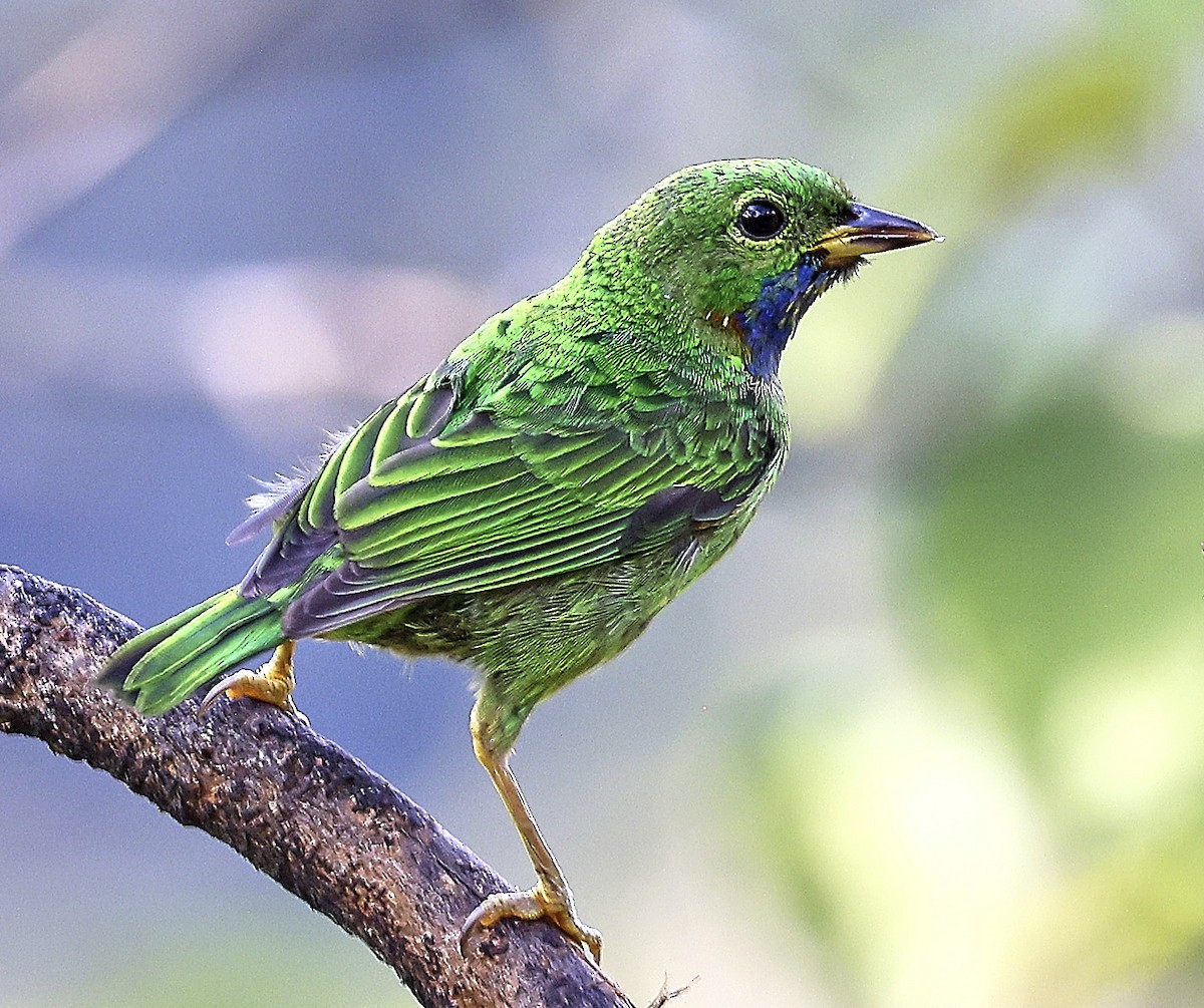 Orange-eared Tanager - ML623812104