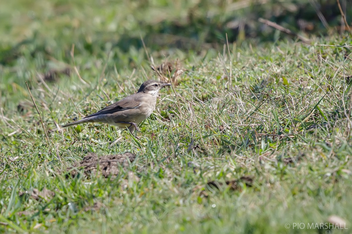 Buff-winged Cinclodes - ML623812112