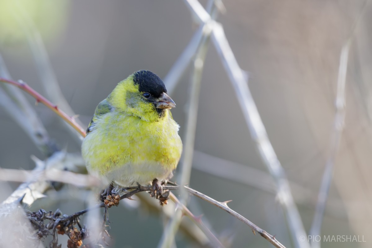Black-chinned Siskin - ML623812127