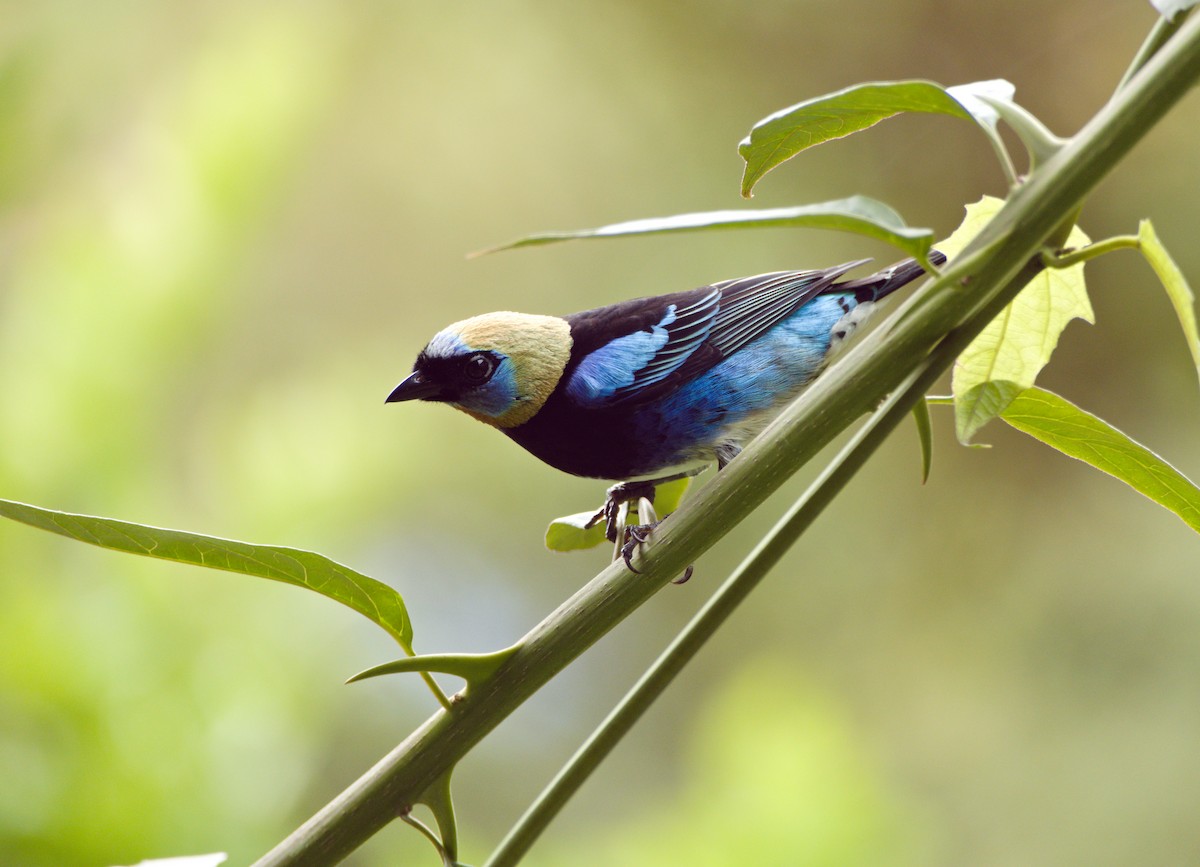 Golden-hooded Tanager - ML623812140