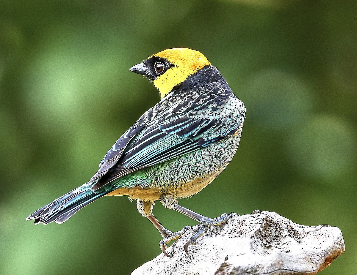 Saffron-crowned Tanager - Finn Jørgensen