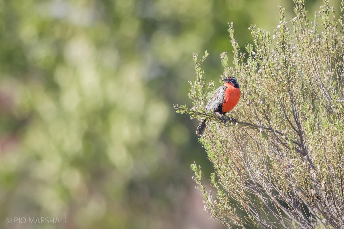Long-tailed Meadowlark - ML623812158