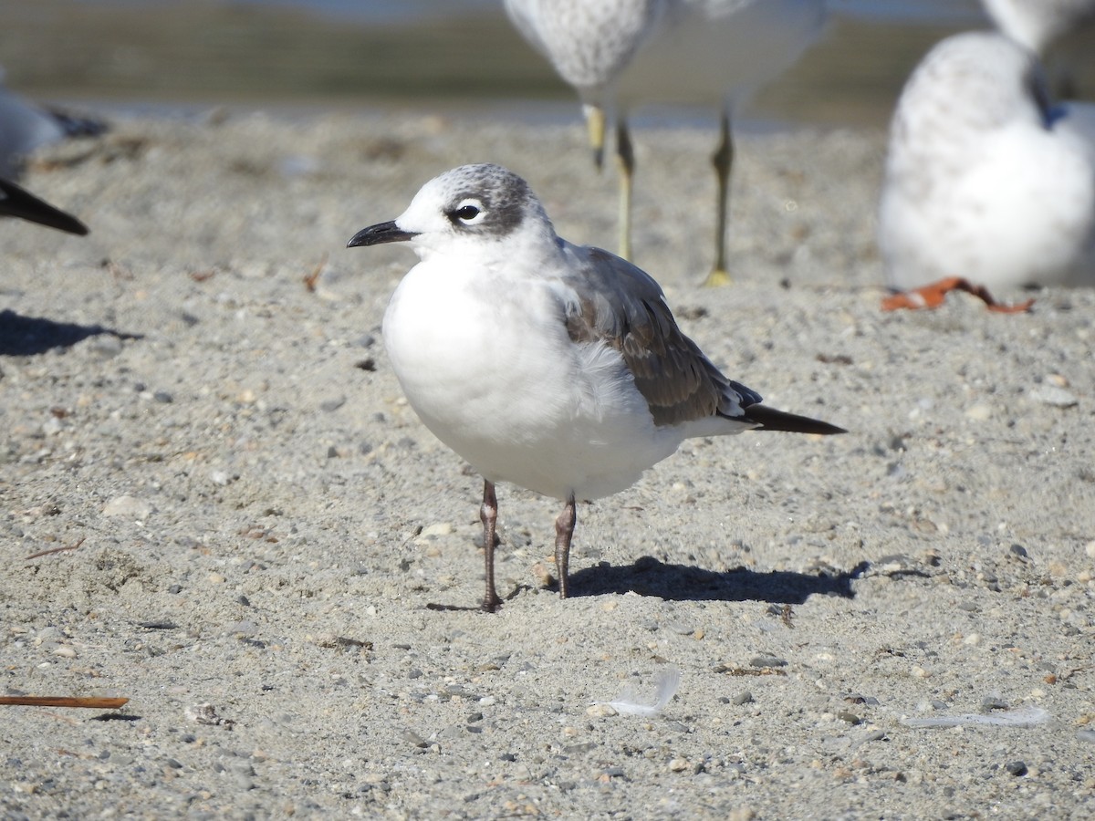 Franklin's Gull - ML623812181