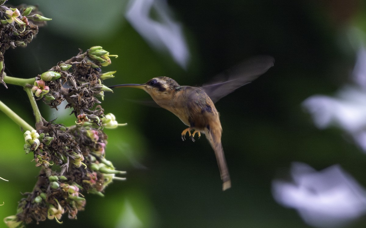 Reddish Hermit - Priscila Couto