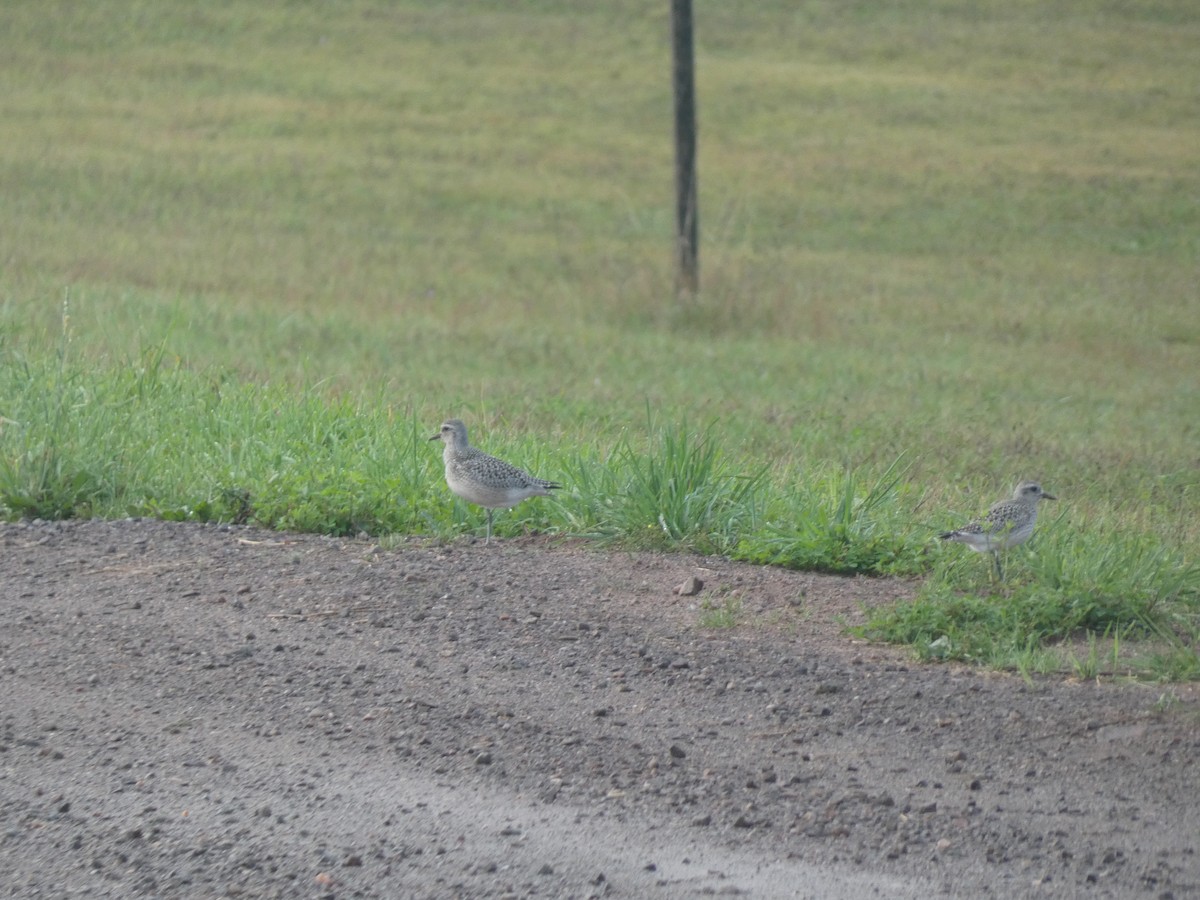 Black-bellied Plover - ML623812213