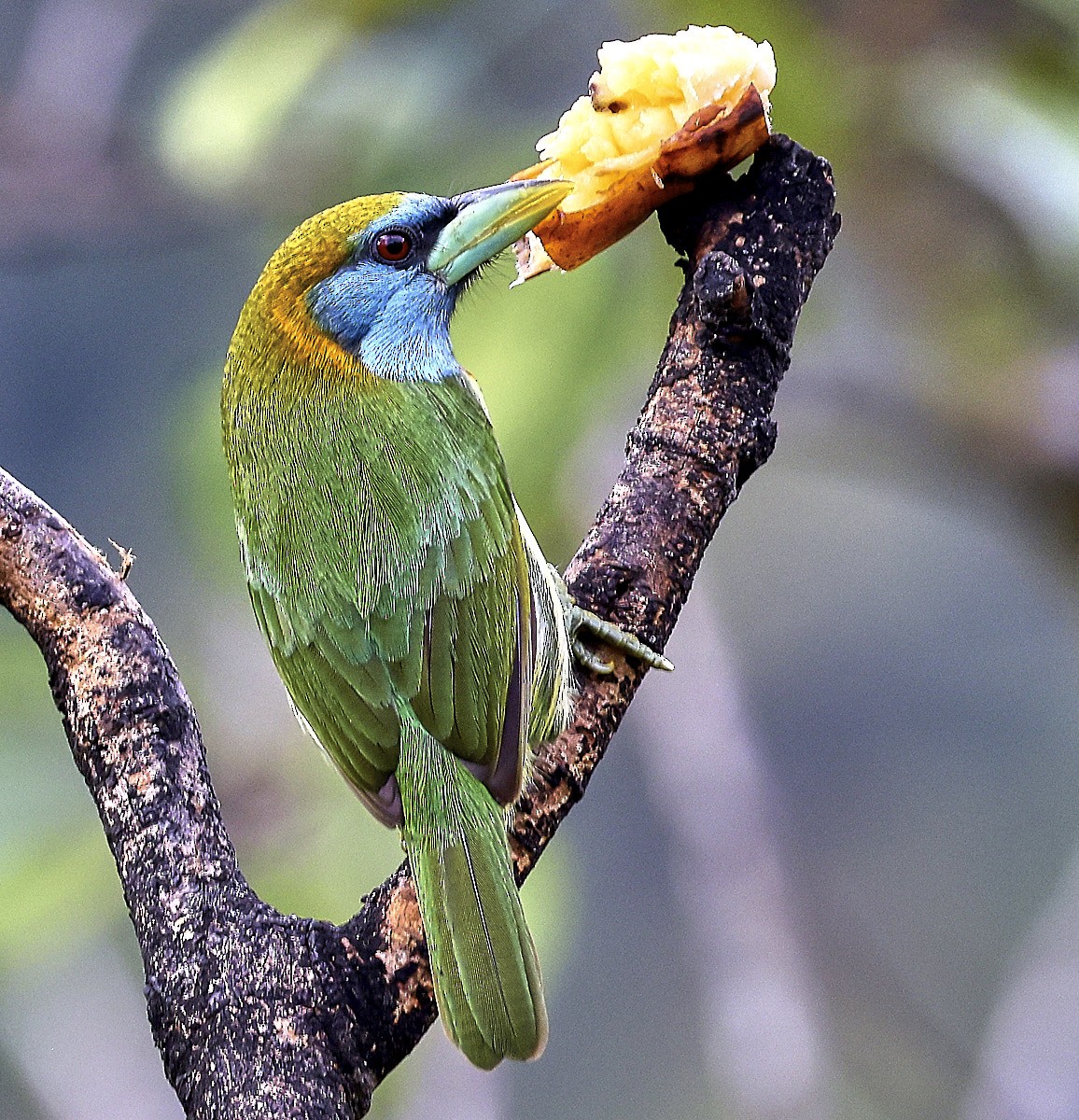 Çok Renkli Barbet - ML623812241