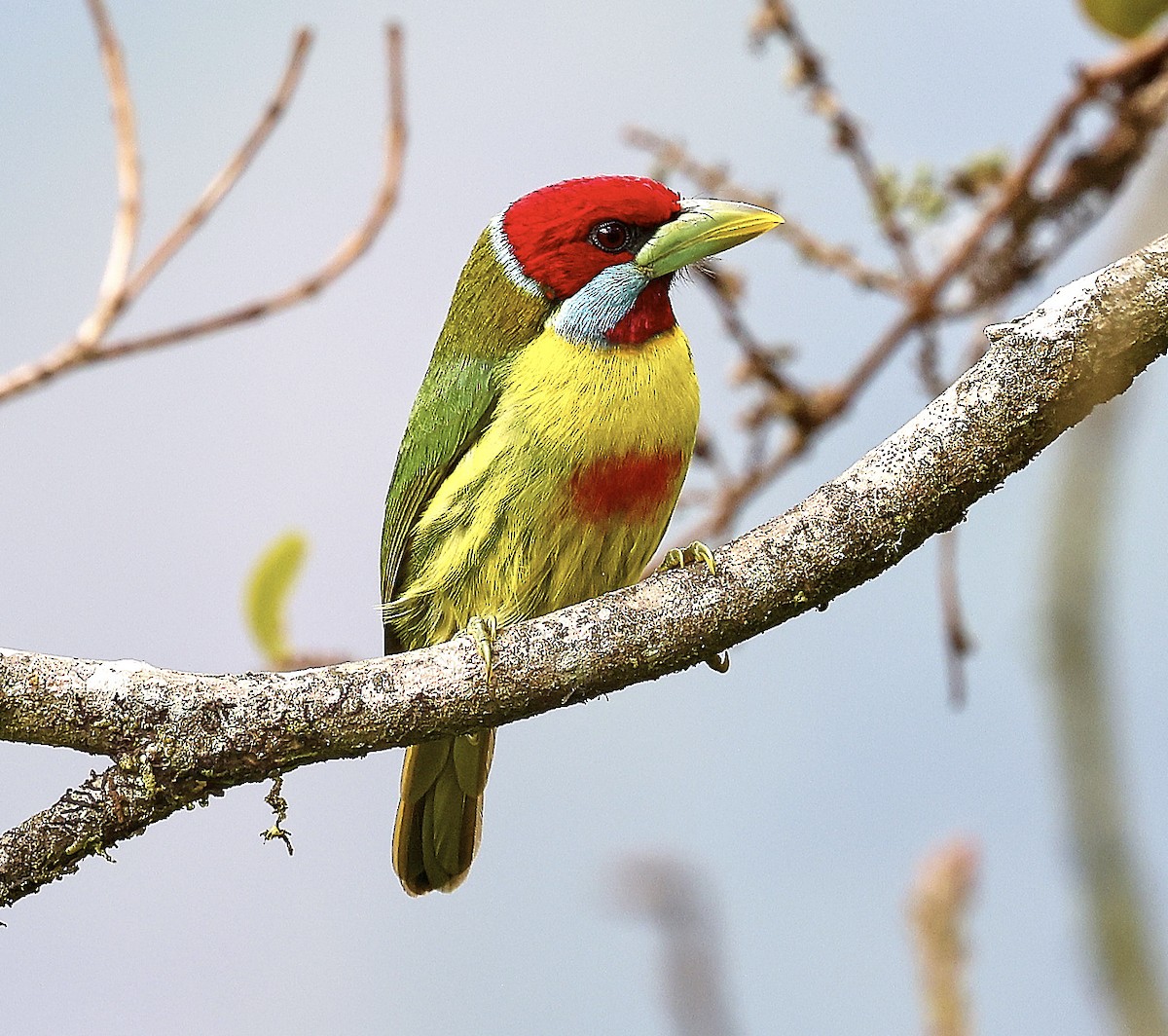 Versicolored Barbet - Finn Jørgensen